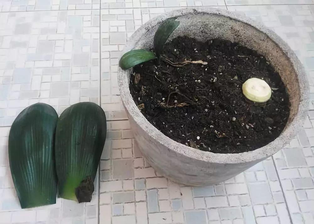 这3种花枯死也别扔, 砍1刀成10盆, 秒变养花大户!