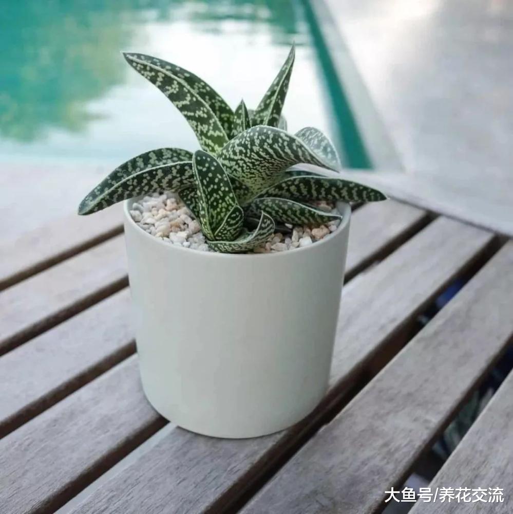千代田锦是很容易开花的芦荟品种, 长得特别像虎皮兰