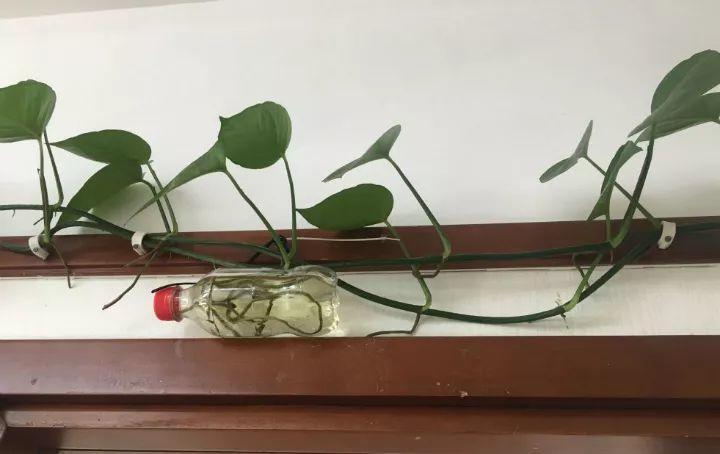 绿萝往外长胡子? 随手一捣鼓, 1盆变10盆!