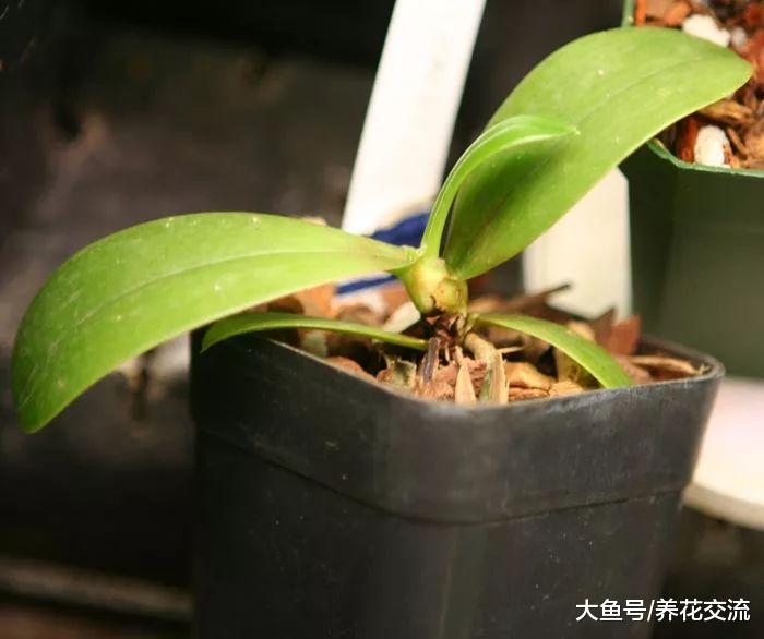 在家里养蝴蝶兰盆栽注意这几点, 花期开完还能开, 不用怕烂根黄叶