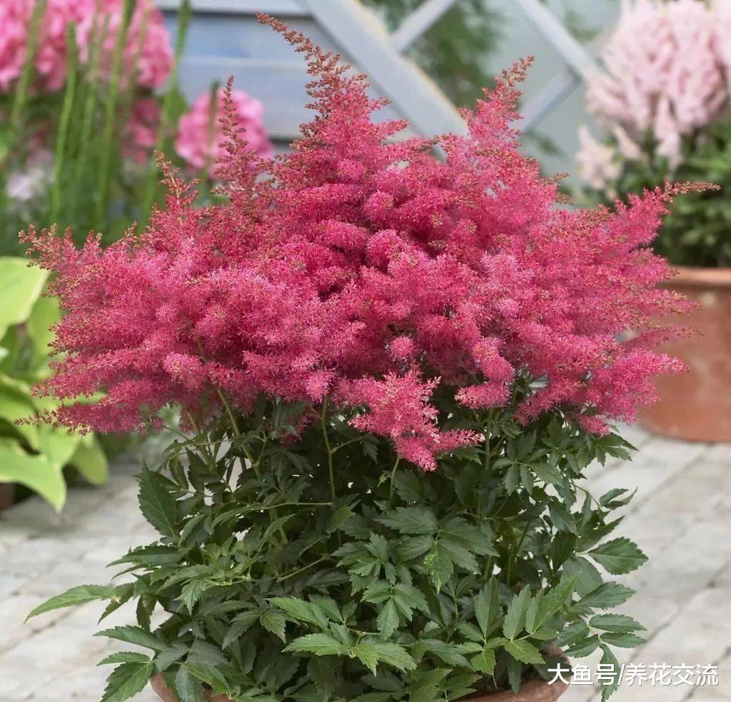 养在树荫下也能开花的落新妇, 能养成盆栽