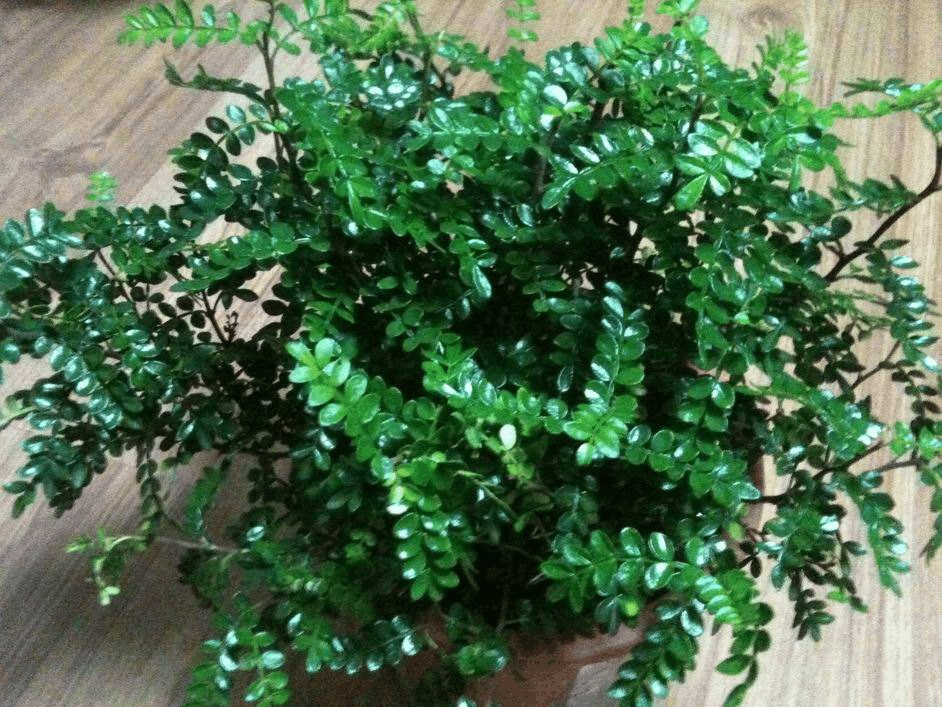 冬天“空气”差, 家里养这“3种”树, 自带香味, 空气清新!