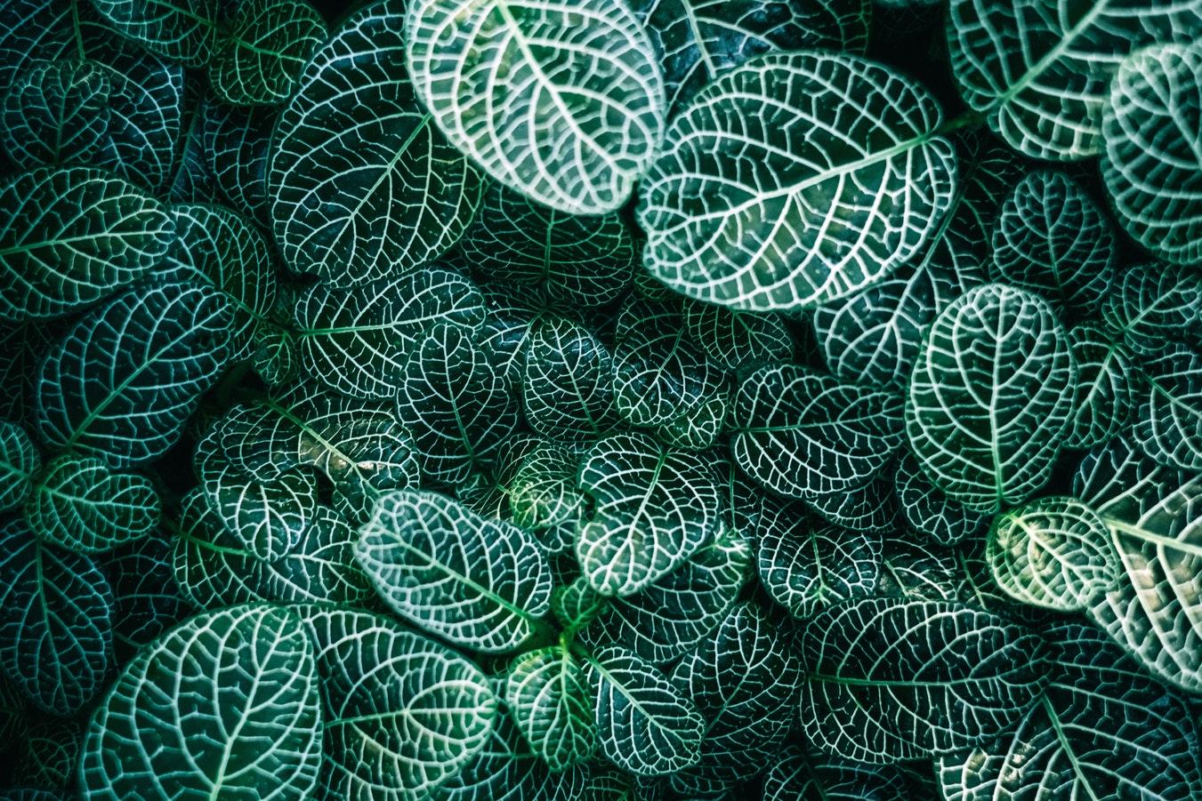 植物需要什么养分? 聊一聊其他的营养元素