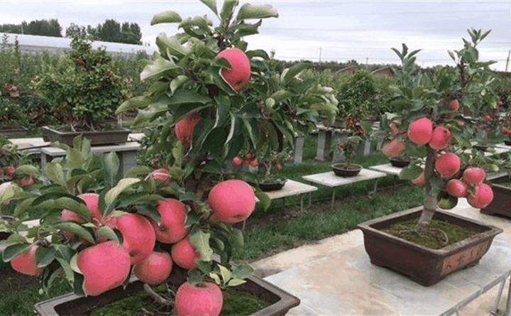 比花都美的水果盆栽, 年年挂满枝, 好看还能吃!