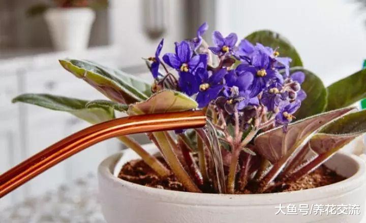 想要让非洲紫罗兰常年开花, 这个浇水姿势很关键