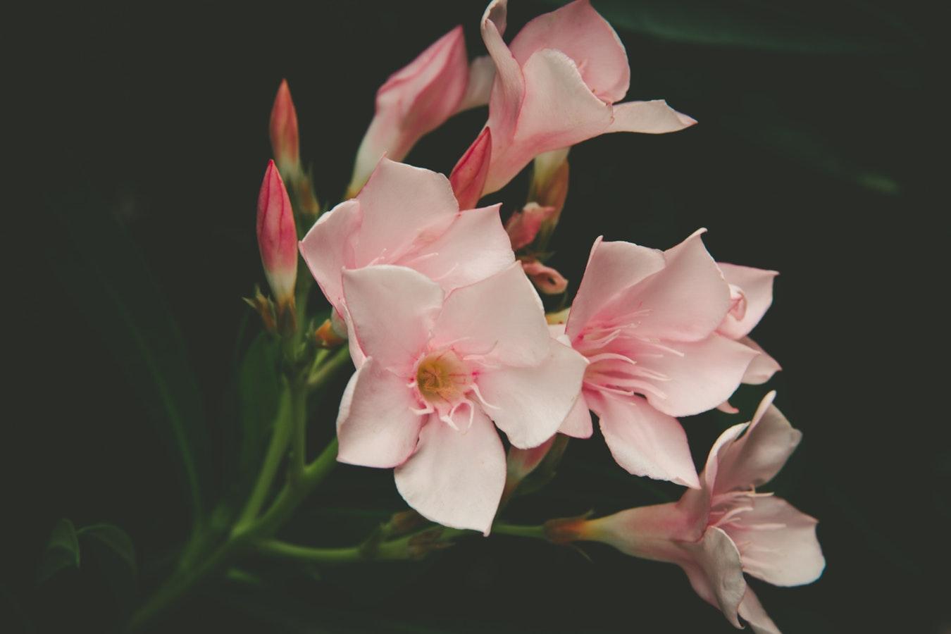 植物需要什么养分? 聊一聊其他的营养元素