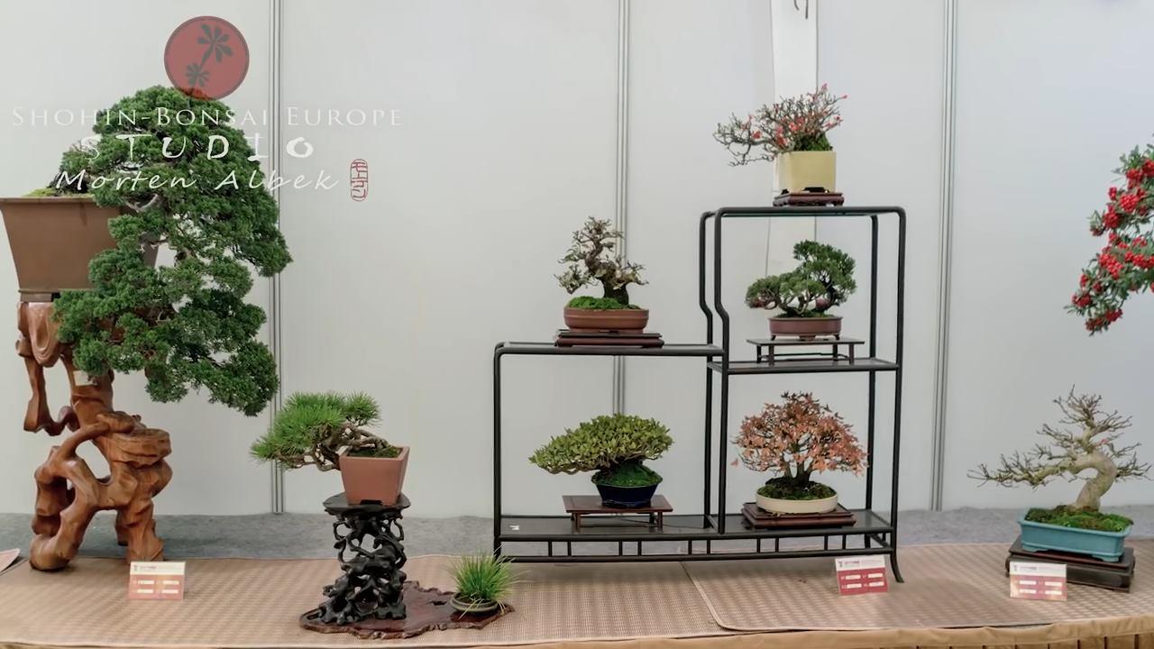 中国盆景比不上日本的? 只是太低调, 连视频都懒得拍
