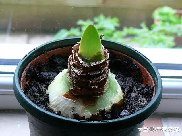 朱顶红的花朵凋谢之后, 如何重新焕发生机?