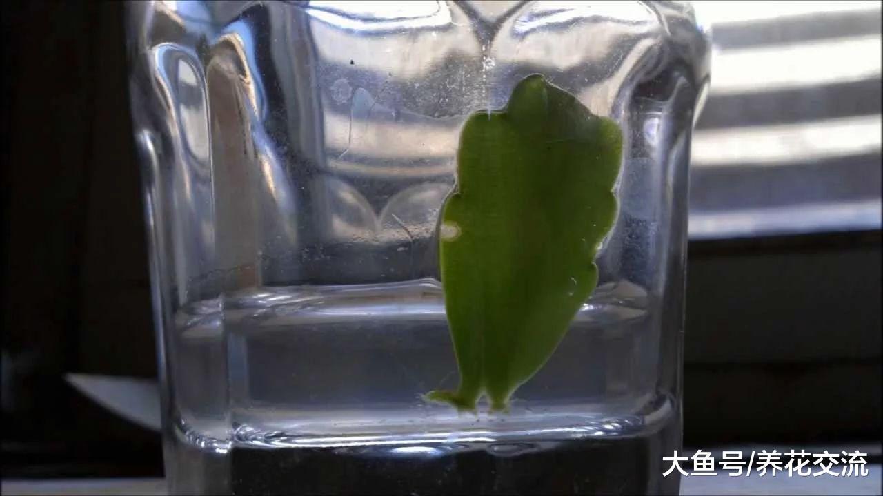 有朋友选择在秋季用蟹爪兰的枝条扦插繁殖, 你觉得做对了么?