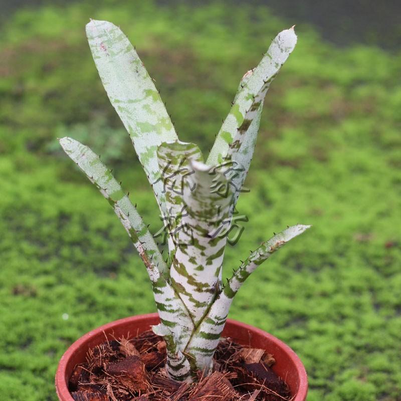 削凤梨的时候, 这个东西不要扔, 种在盆里可以再生小凤梨