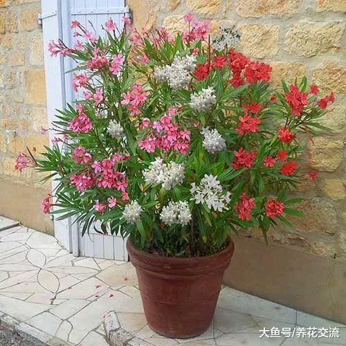 夹竹桃的毒性那么强, 为什么还有那么多人养这种花卉