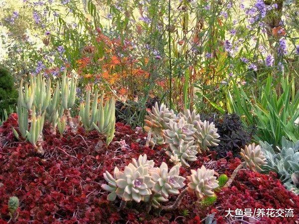 我爱上多肉植物的8个原因, 怎么养出迷人的多肉盆栽