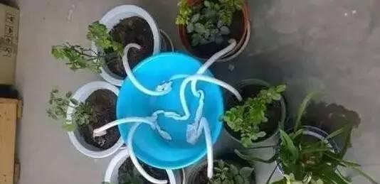 多么痛的领悟! 这么浇水, 再好养的花, 也要被养死!
