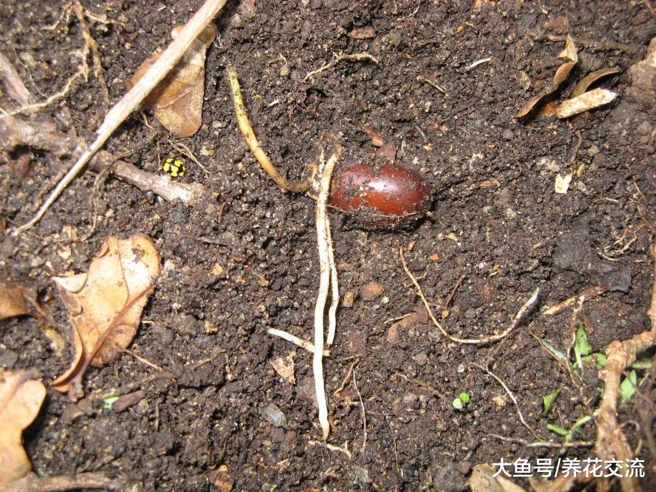 荔枝的果核吃完不要丢了, 它可以变成非常实用、好看的盆栽