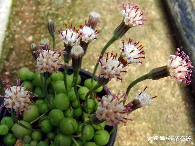 用这些技巧照顾珍珠吊兰, 每年都能开出芬芳的精致小花