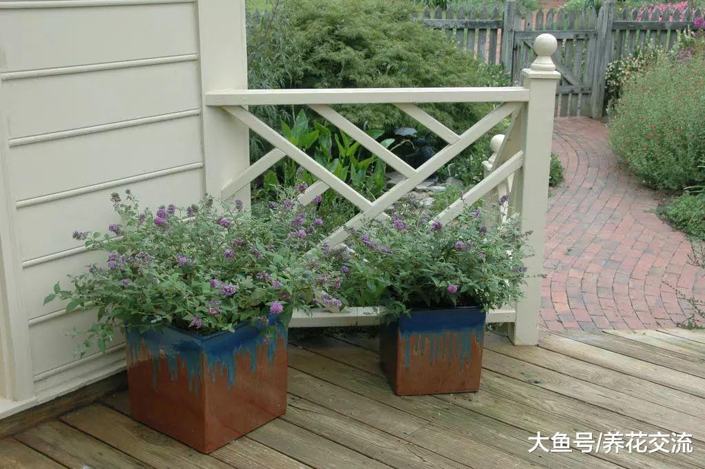 这些四季常青的灌木盆栽适合养阳台上, 看起来特别霸气