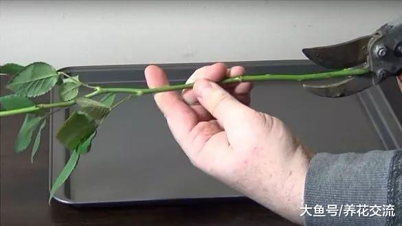 准备两种东西, 就能将白玫瑰变成七彩玫瑰花了
