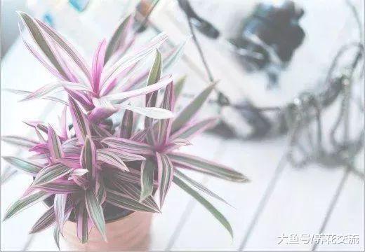 这些植物养在家里都是没有毒性, 家里有儿童和猫狗都不用担心