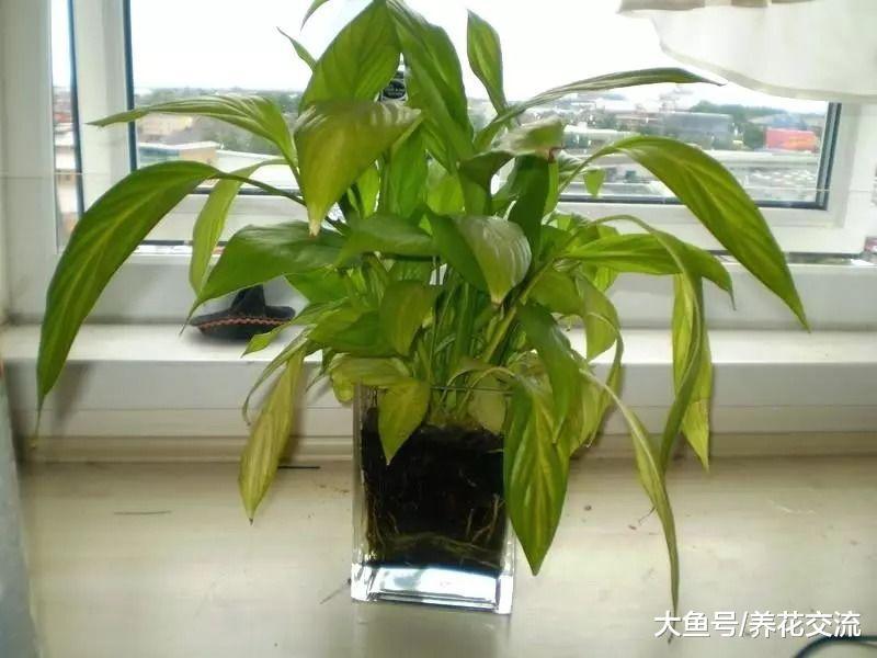 白掌盆栽养在室内注意这几点就能常年开花, 不用担心叶黄
