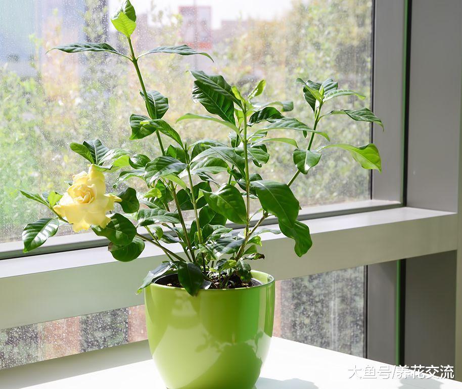 栀子花叶子和花朵变黄的原因, 盆栽养护常年开花的技巧