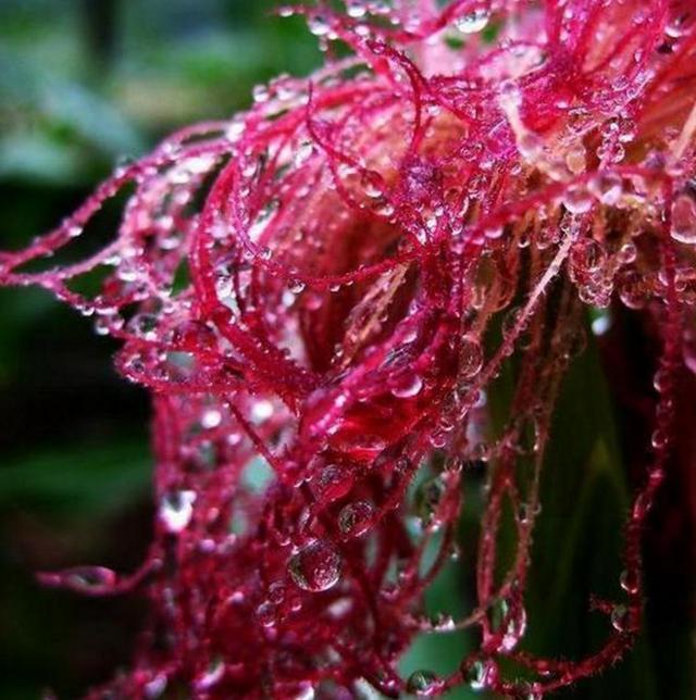 尿酸高怎么办, 早晚吃这些天然食物, 抑制尿酸飙升远离关节疼痛