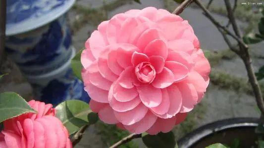 好养到哭泣的山茶花, 还有人养不好吗? 赶紧查看最全攻略!