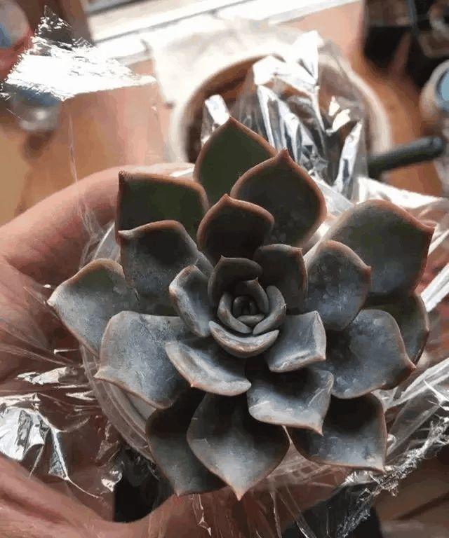 砍完头的多肉, 教你用根橡皮筋, 10天就能长满盆!