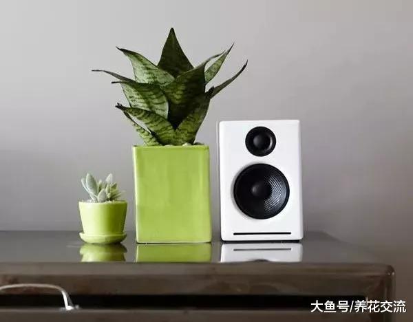 8种可以在城市公寓里生长良好的室内植物, 能适应低光照和干旱