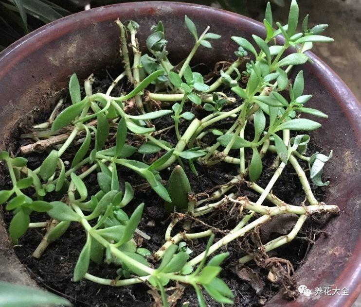 越热越长个儿, 这些花一到夏天就疯长, 爬满整个院子!