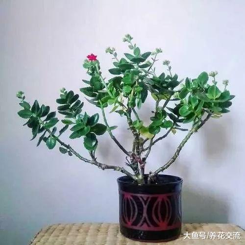 夏季用这些方法养护长寿花, 秋季就能孕育花苞, 冬春时节灿烂开花