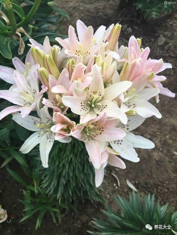 他家的百合一棵开花几十朵, 学会这三招, 养花大户就是你!