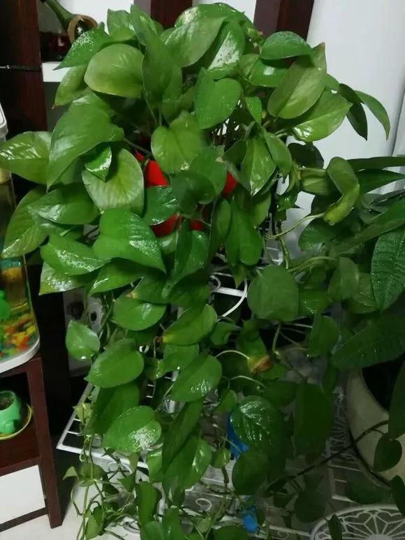 秋天给花洗个澡, 一夜蹿出7个芽, 秒变开花机器!