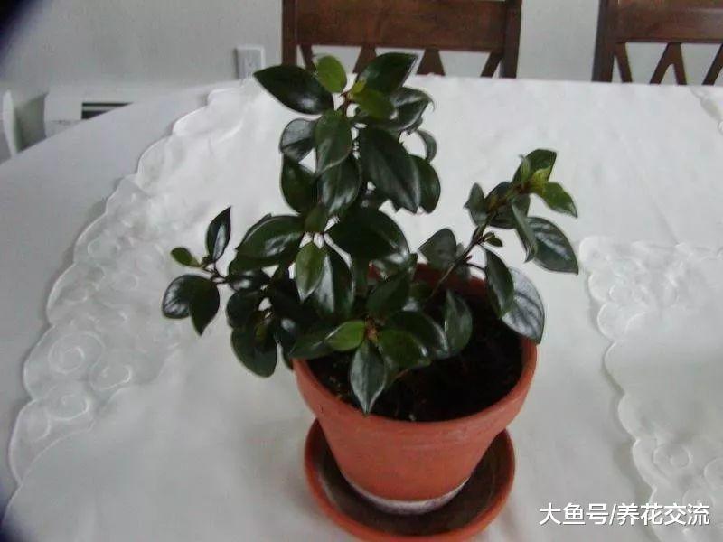 一盆金鱼吊兰如何养成十多盆? 两个月就能长成一个阳台的盆栽