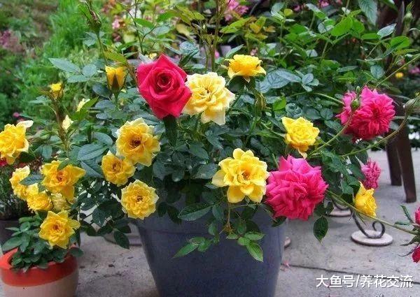 在阳台上养微型月季的小技巧, 为啥有人养的小玫瑰经常黄叶