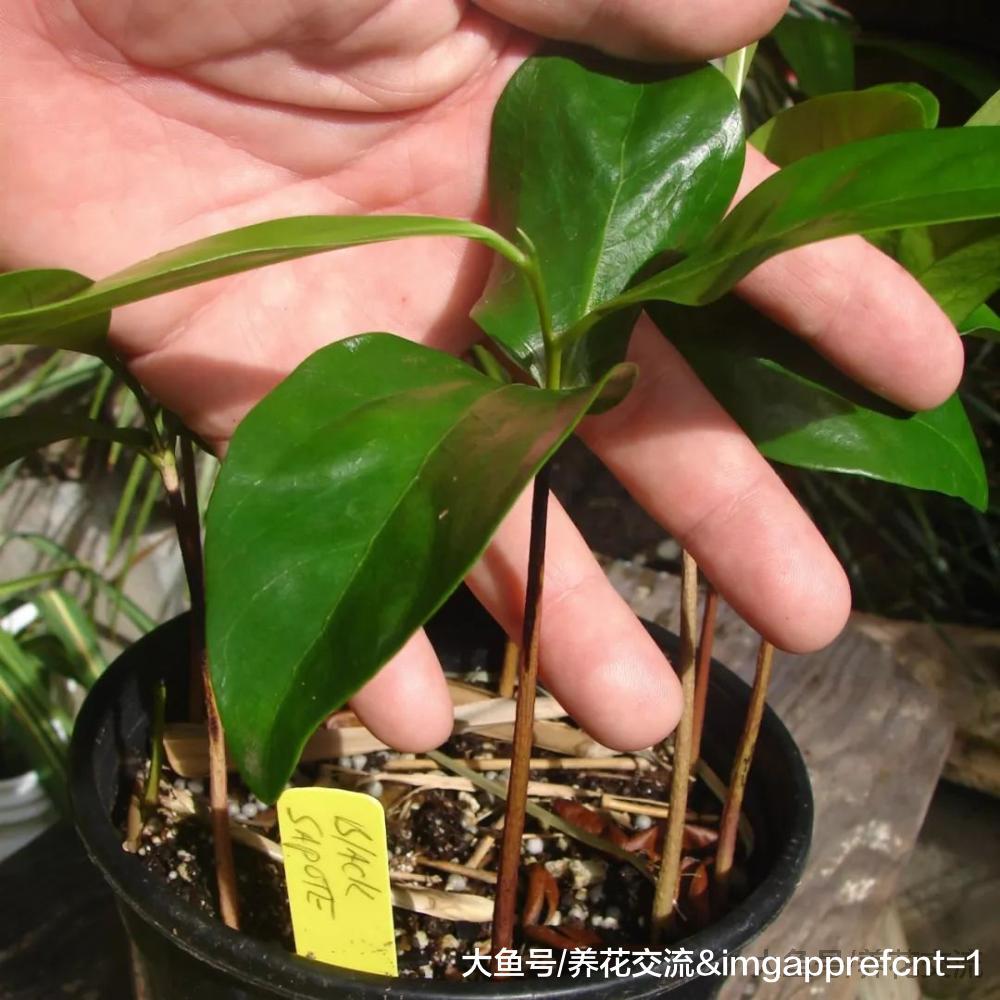 用花盆种出带有迷人芳香的肉桂树, 还有这么多好处