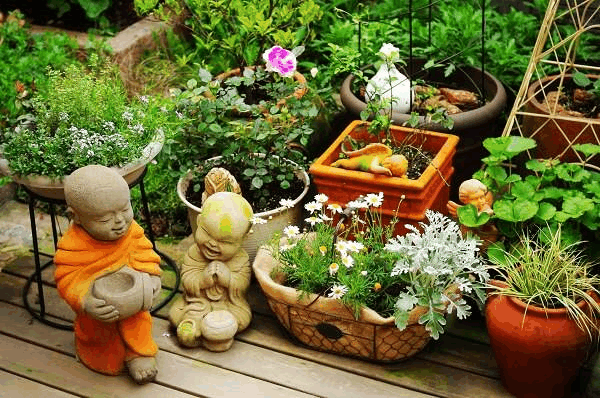 家里的花叶子总出幺蛾子, 学着用“啤酒”兑点醋, 挺立又油亮!