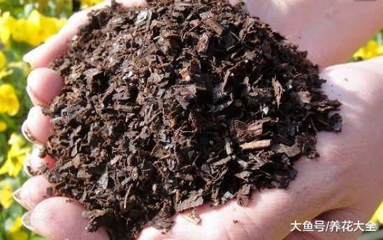 教你自制酸性土壤, 给栀子花用了, 花苞再也不掉了!