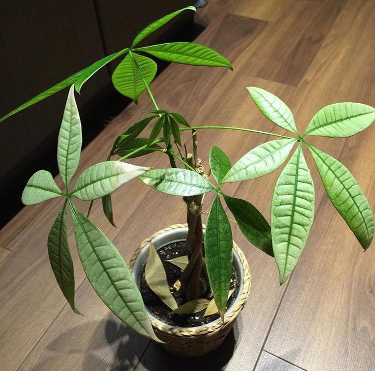 发财树冬天叶子发黄, 只要做好1点, 乐乐呵呵过冬季