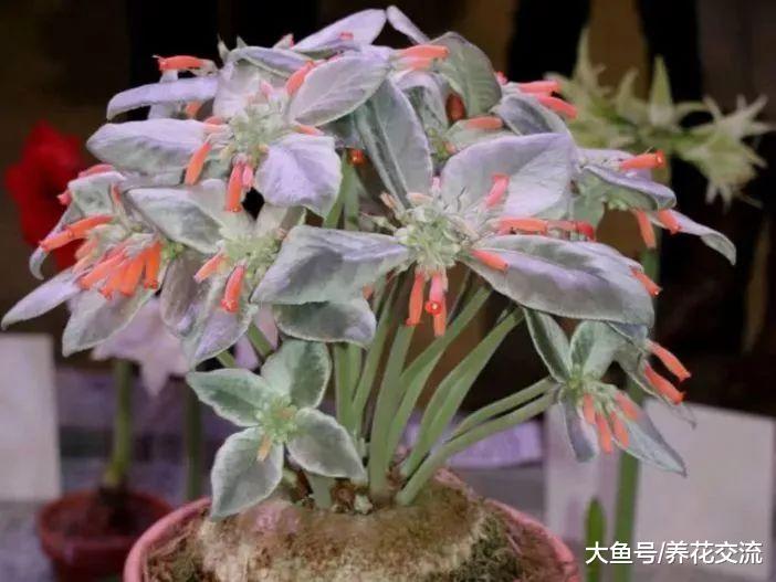叶子是银白色绒毛的断崖女王, 还能开出橘红色的精致花朵