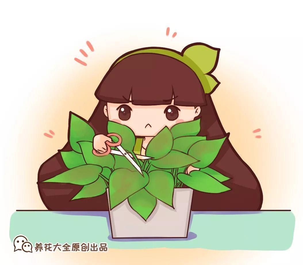 快死的绿萝, 一口气剪个精光, 不用7天冒新芽!
