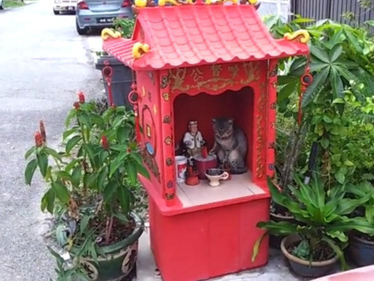 女子去神庙烧香拜佛, 看见一件稀奇事, 猫咪当起了“猫神”