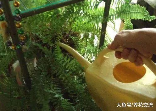 给室内常见几类植物的浇水技巧, 再不怕植物水多挂掉