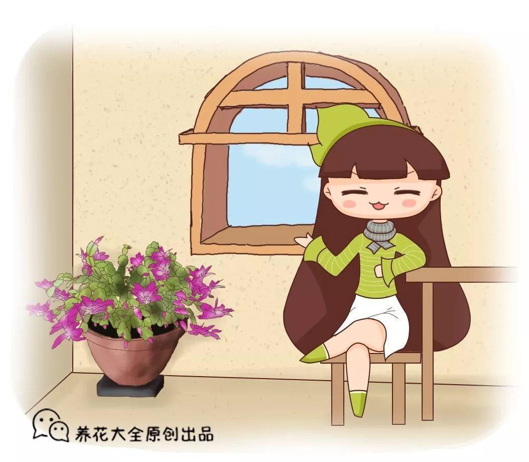 蟹爪兰叶子软塌塌? 赶紧浇点它, 猛爆花芽!