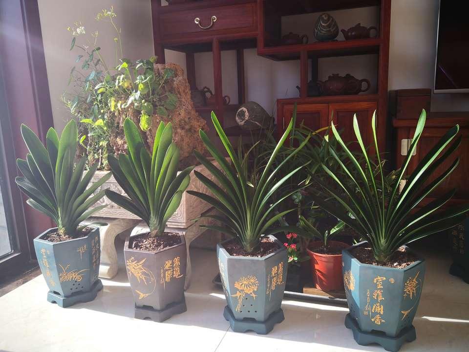 养君子兰, 牢记“8句话”, 1年冒出“5对新叶”, “开花”巴掌大