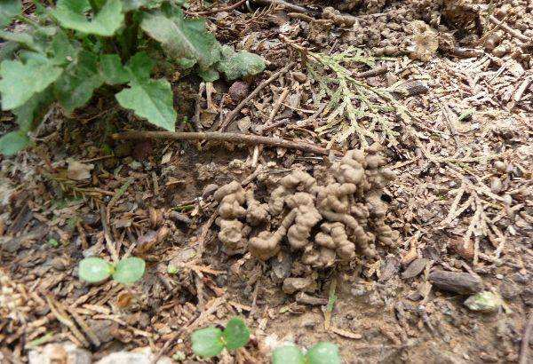 冬天“养花”别愁, 在家制作这3种“万能肥”, 防冻长势旺!