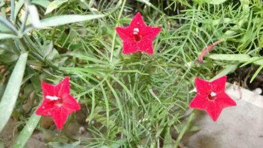 牵牛花、田旋花、鸢萝傻傻分不清楚? 下次去花市可千万不要蒙圈了!