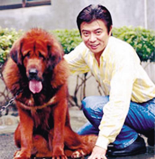 他曾是当红琼瑶小生, 两任老婆都是空姐, 晚年却只与藏獒相伴