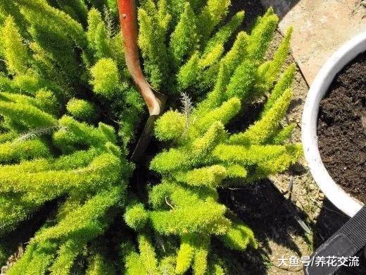 看起来像九尾狐一般的植物, 养在室内能保持四季常青