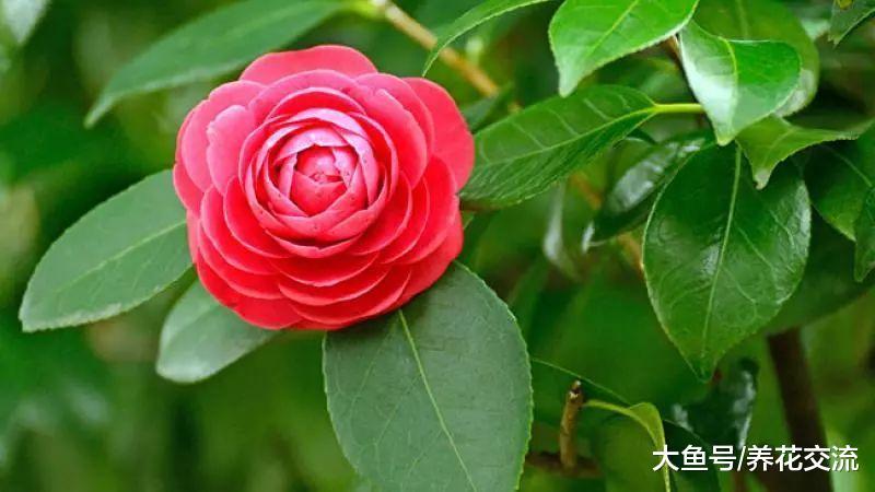 掌握这12种夏季园艺技巧, 新手也能盆栽花卉都没啥问题了