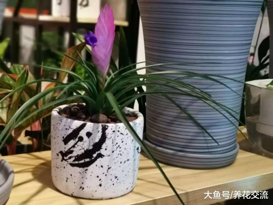 很多人都把紫凤梨的苞片当成花朵, 花开后才知道真相